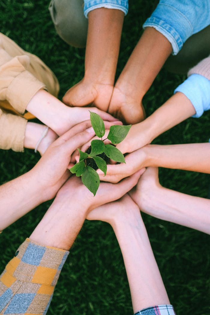 services-01 Hands united around a plant symbolizing teamwork and eco-friendly efforts outdoors.